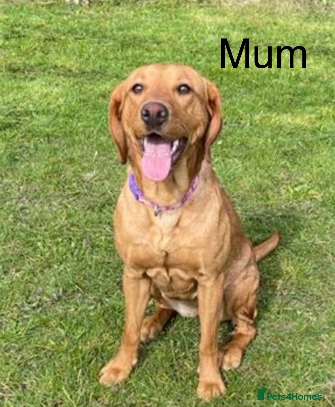 Labrador Retriever dogs for sale: Fox Red Labrador Puppies - Image 2