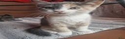 Mixed Breed cats for sale: Kitties  - Advert 10