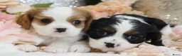 Cavalier King Charles Spaniel dogs for sale: HEALTH TESTED KC Cavalier King Charles Spaniels - Advert 1