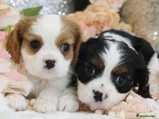 Cavalier King Charles Spaniel dogs HEALTH TESTED KC Cavalier King Charles Spaniels - Advert 6