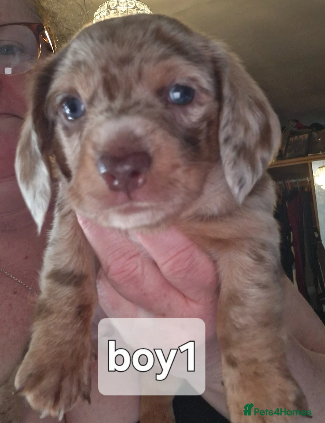 Dachshund dogs for sale: Dachshunds puppies - Advert 1