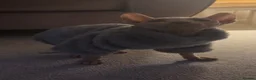 Sphynx cats for sale: Sphynx cat for sale/ rehome - Advert 3
