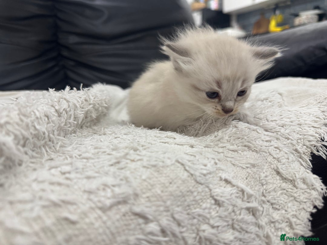Ragdoll cats for sale: Ragdolls  - Image 8