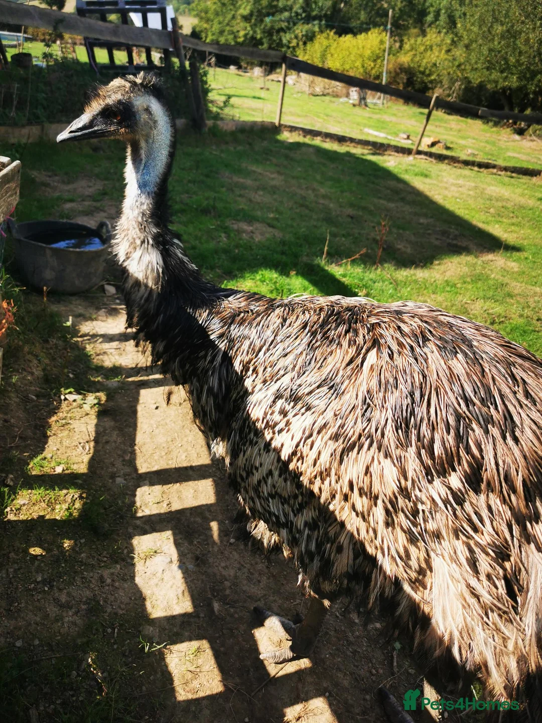 Emus poultry for sale: Emu mature Male in Exeter - Advert 7