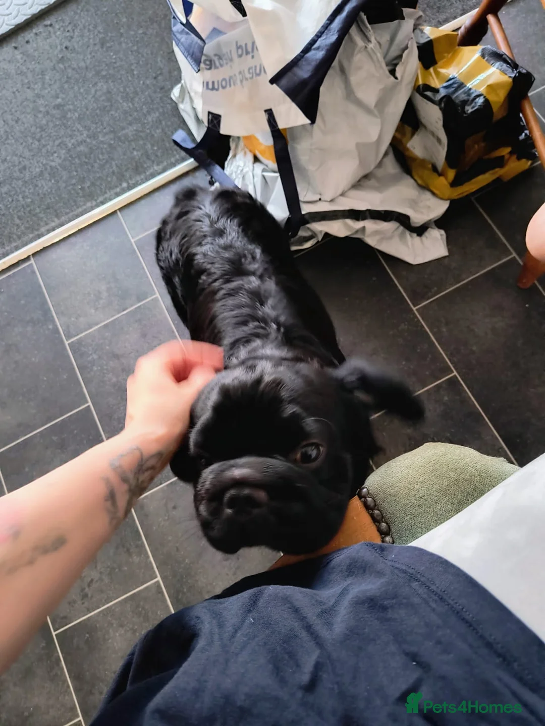French Bulldog dogs for sale: 16 month old Fluffy Frenchie for rehoming - Advert 2