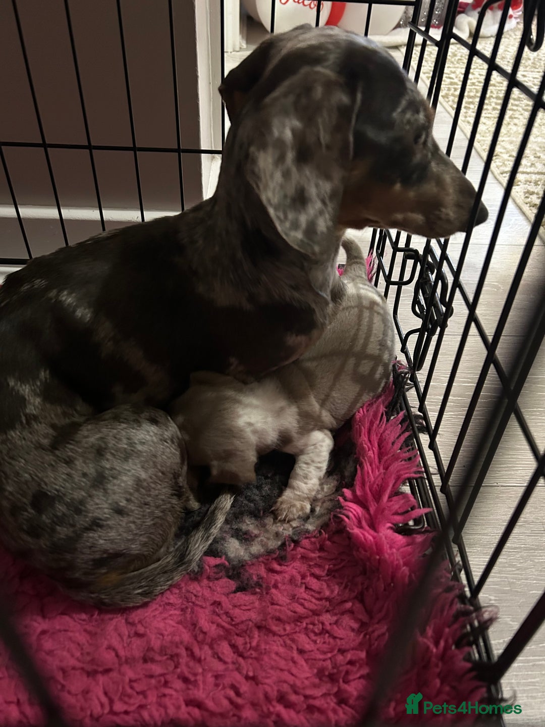 Miniature Dachshund dogs for sale: True miniature dachshund - Advert 5