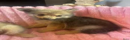 Pomeranian dogs for sale: Pomeranian puppies  - Advert 10
