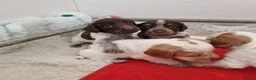 Cocker Spaniel dogs for sale: Kc registered working cockers  - Advert 10