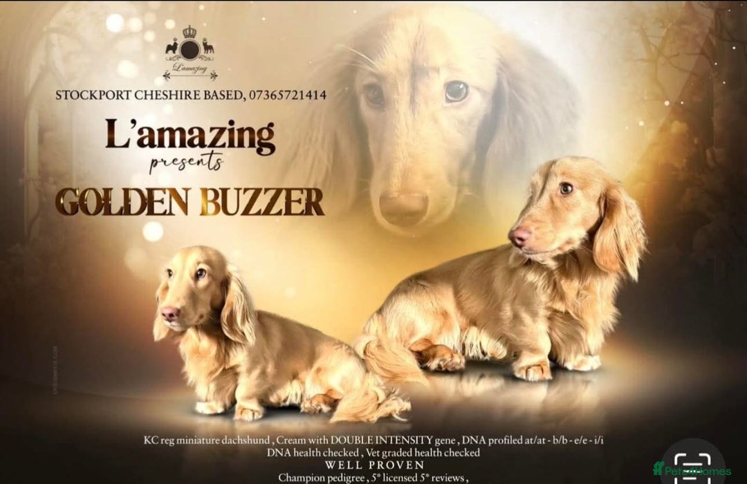 Miniature Dachshund dogs for sale: BEAUTIFUL CREAM LONG HAIR WITH ALL DNA - Advert 12