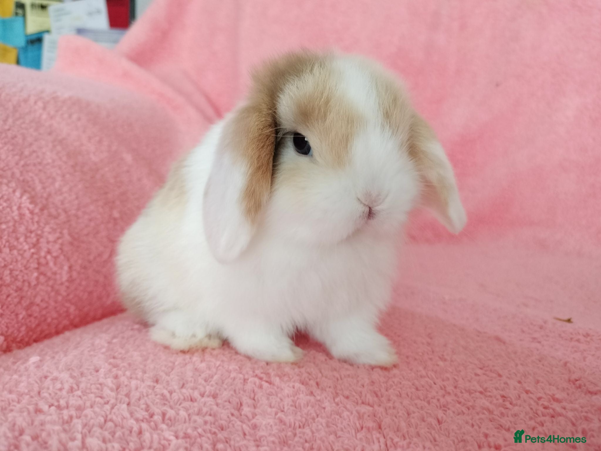 Mini Lop rabbits Baby mini lops for sale  - Advert 2