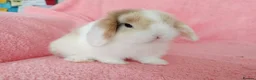 Mini Lop rabbits for sale: Baby mini lops for sale  - Advert 4