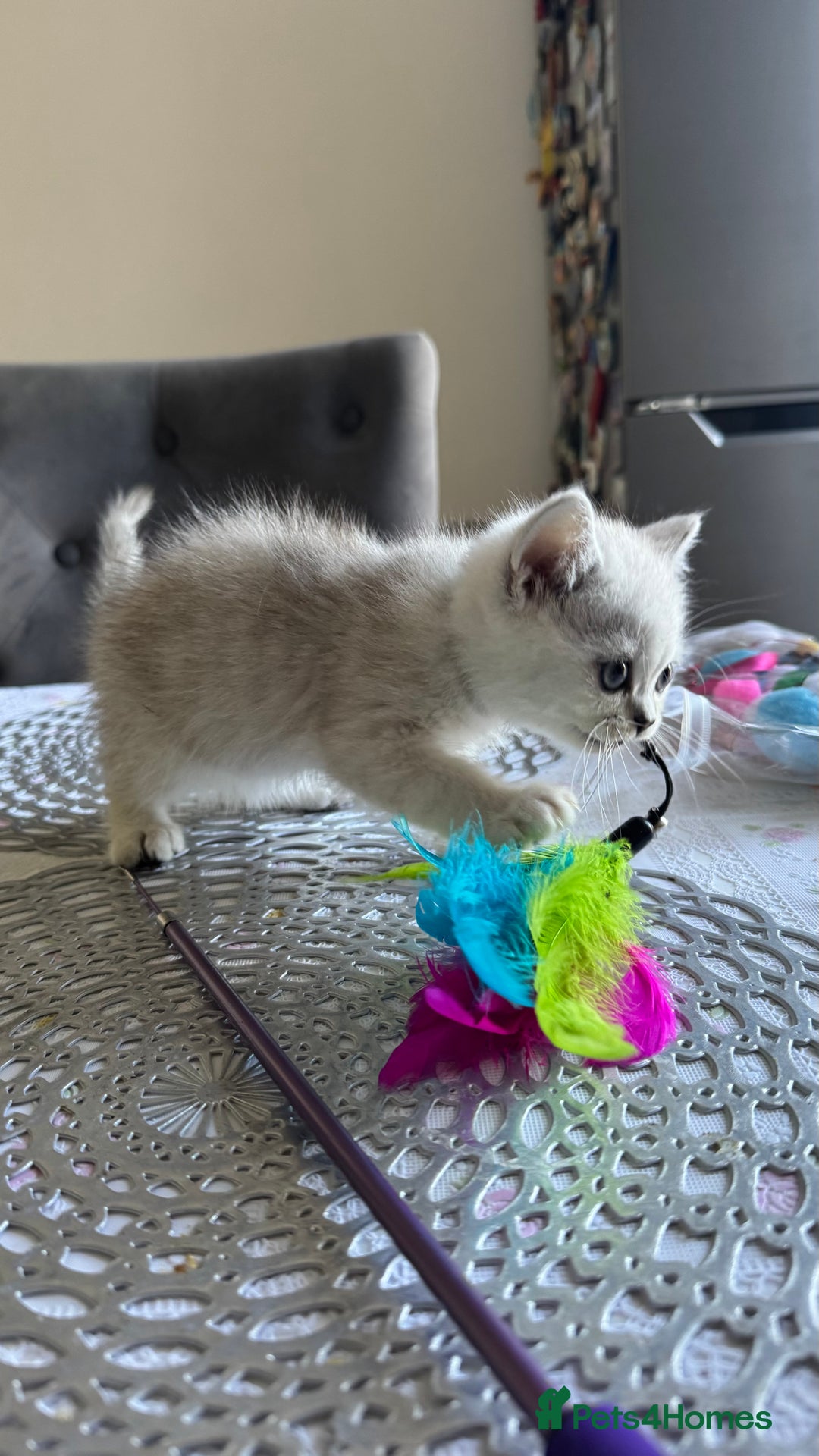 Scottish Fold cats for sale: 4 Scottish Straight Boys  - Image 26