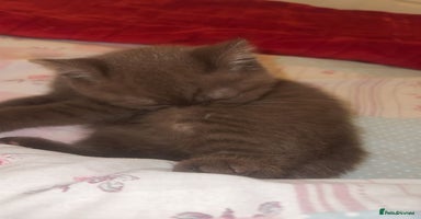British Shorthair cats - Advert 2