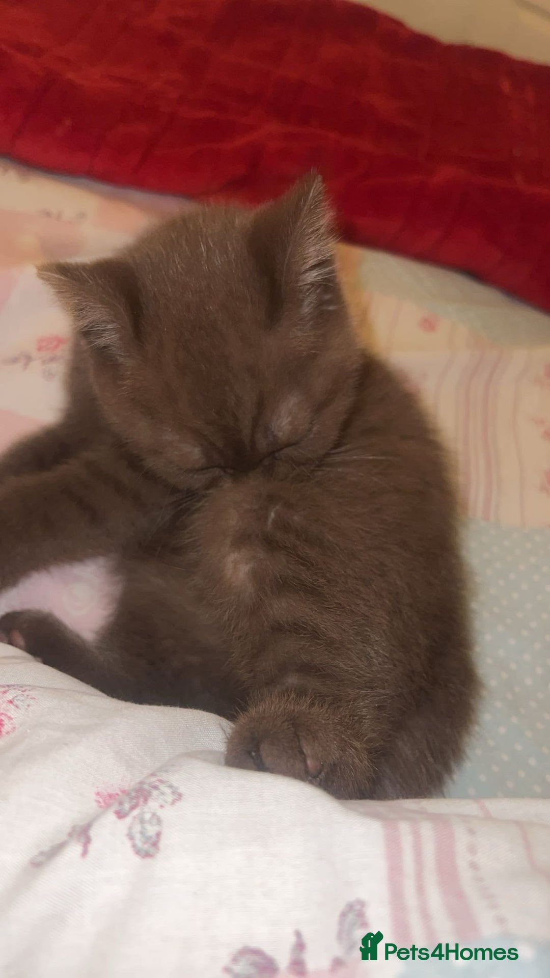 British Shorthair cats for sale: British short hair kitten - Image 3
