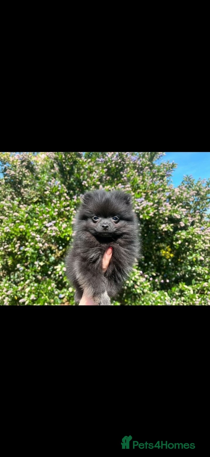 Pomeranian dogs Gorgeous Pomeranian boys - Advert 9