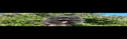Pomeranian dogs for sale: Gorgeous Pomeranian boys - Advert 2