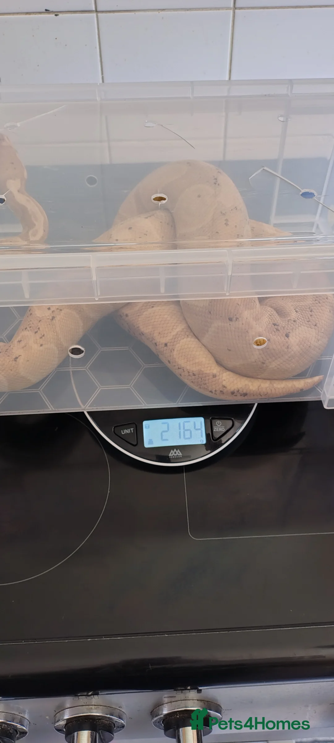 Python Snake reptiles for sale: Banana Ghi ball python  - Advert 9