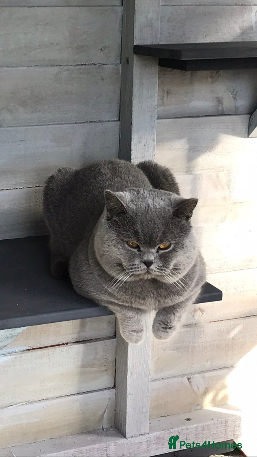 British Shorthair cats for stud: GCCF & TICA BLUE STUD in Derby - Advert 1