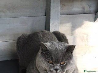 British Shorthair cats in Derby - Advert 2
