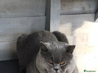 British Shorthair cats GCCF & TICA BLUE STUD in Derby - Advert 20