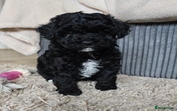 Shihpoo dogs for sale: Toy Poodle x Last Little Girl Ready Now  - Image 1