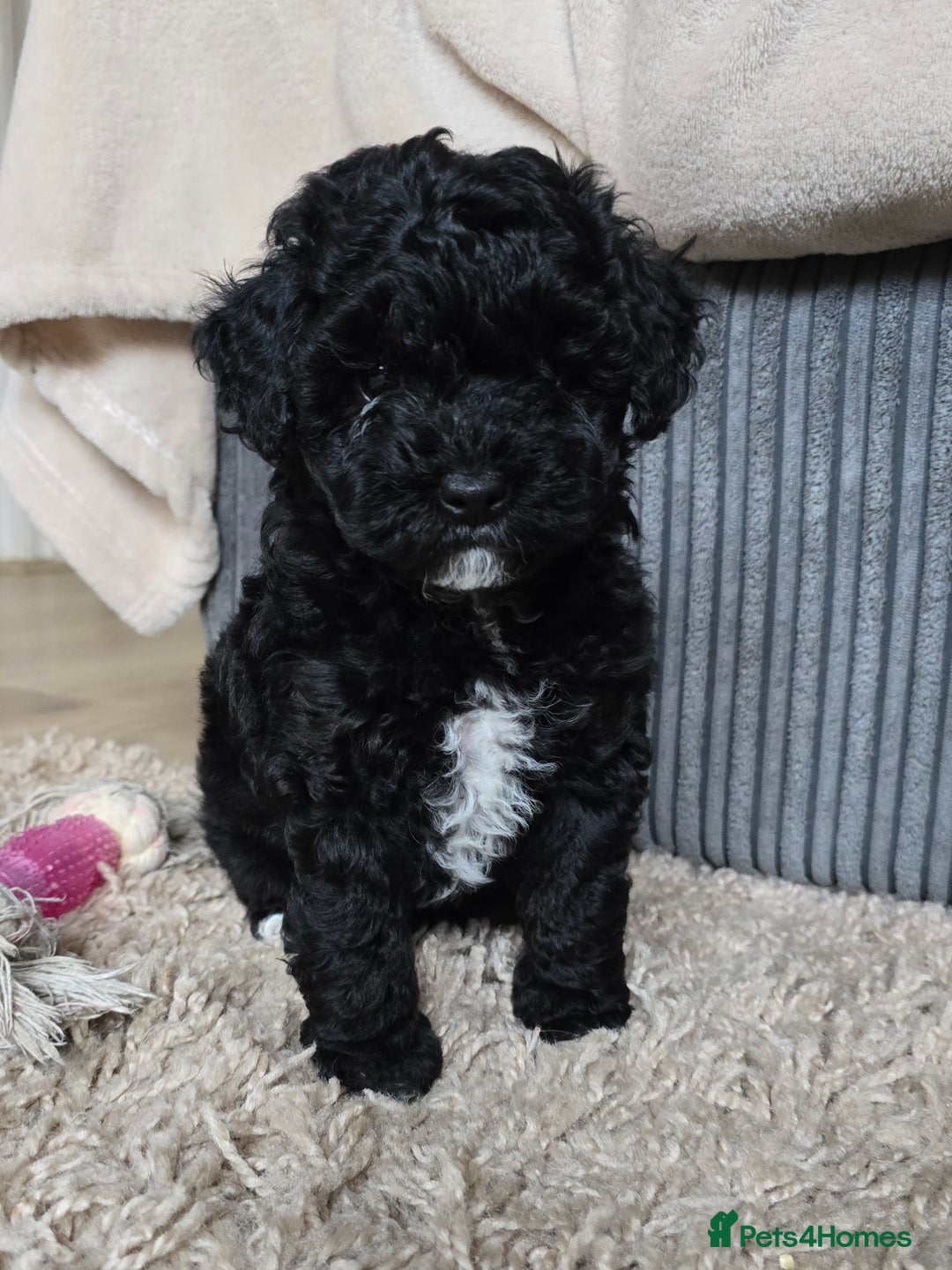 Shihpoo dogs for sale: Toy Poodle x Last Little Girl Ready Now  - Image 1
