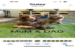 Cockapoo dogs for sale: F1 Cockapoo ( health tested parents) - Image 2