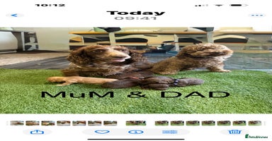 Cockapoo dogs - Advert 4