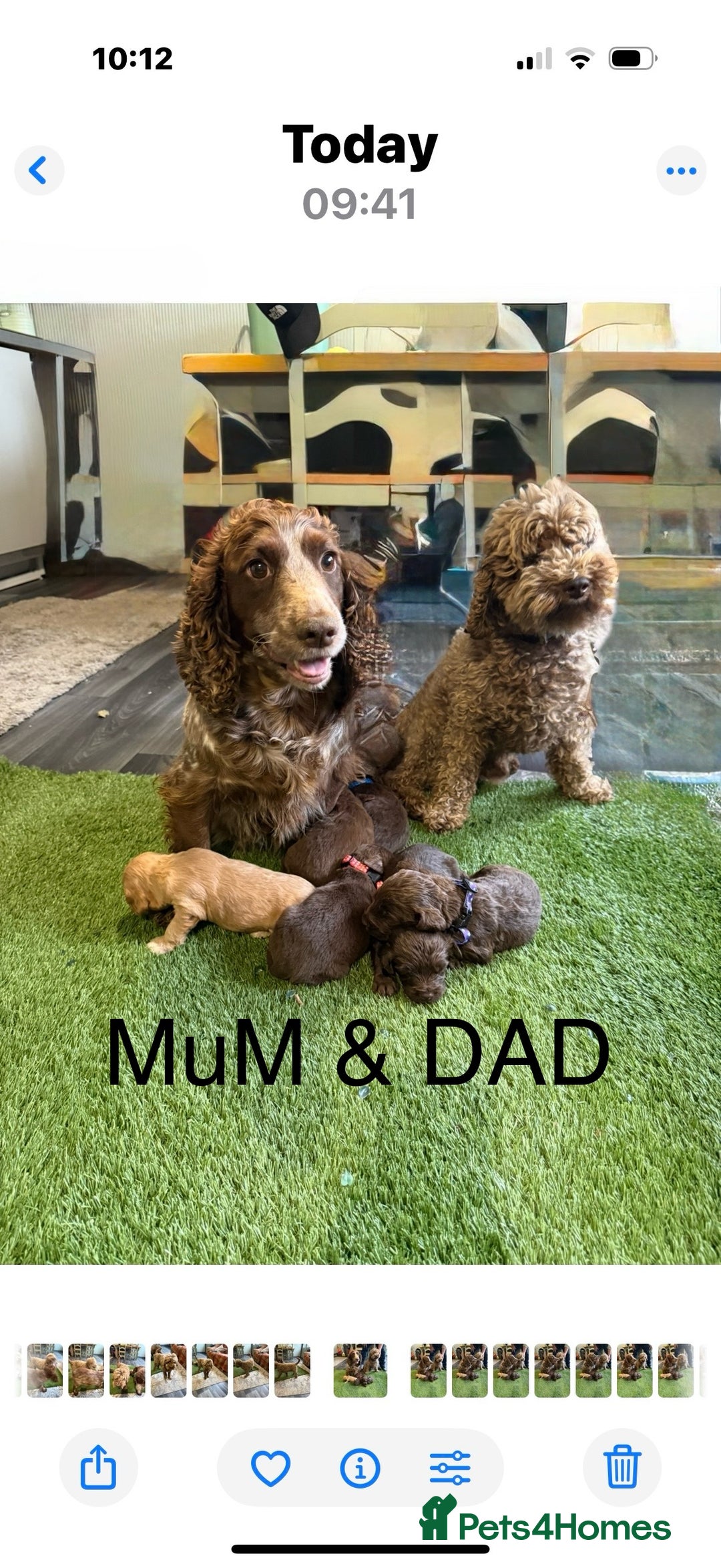 Cockapoo dogs for sale: F1 Cockapoo ( health tested parents) - Image 2