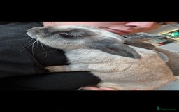 New Zealand rabbits for sale: Grey rabbit - Image 2
