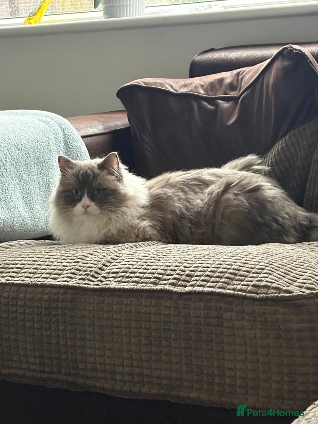 Ragdoll cats for sale: 💙 Stunning 2-Year-Old GCCF Registered Ragdoll Boy - Advert 8