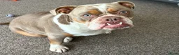 Dorset Olde Tyme Bulldogge dogs for sale: Female Dorsett Olde English Bulldogge - Advert 2