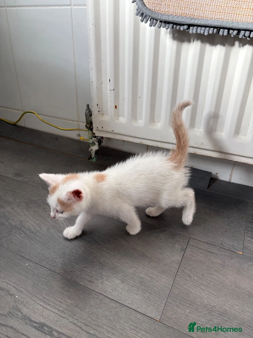 Mixed Breed cats for sale: Kittens for sale - Advert 2