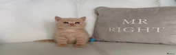 British Shorthair cats for sale: 🌸 BRITISH SHORTHAIR KITTENS 🌸 - Advert 8