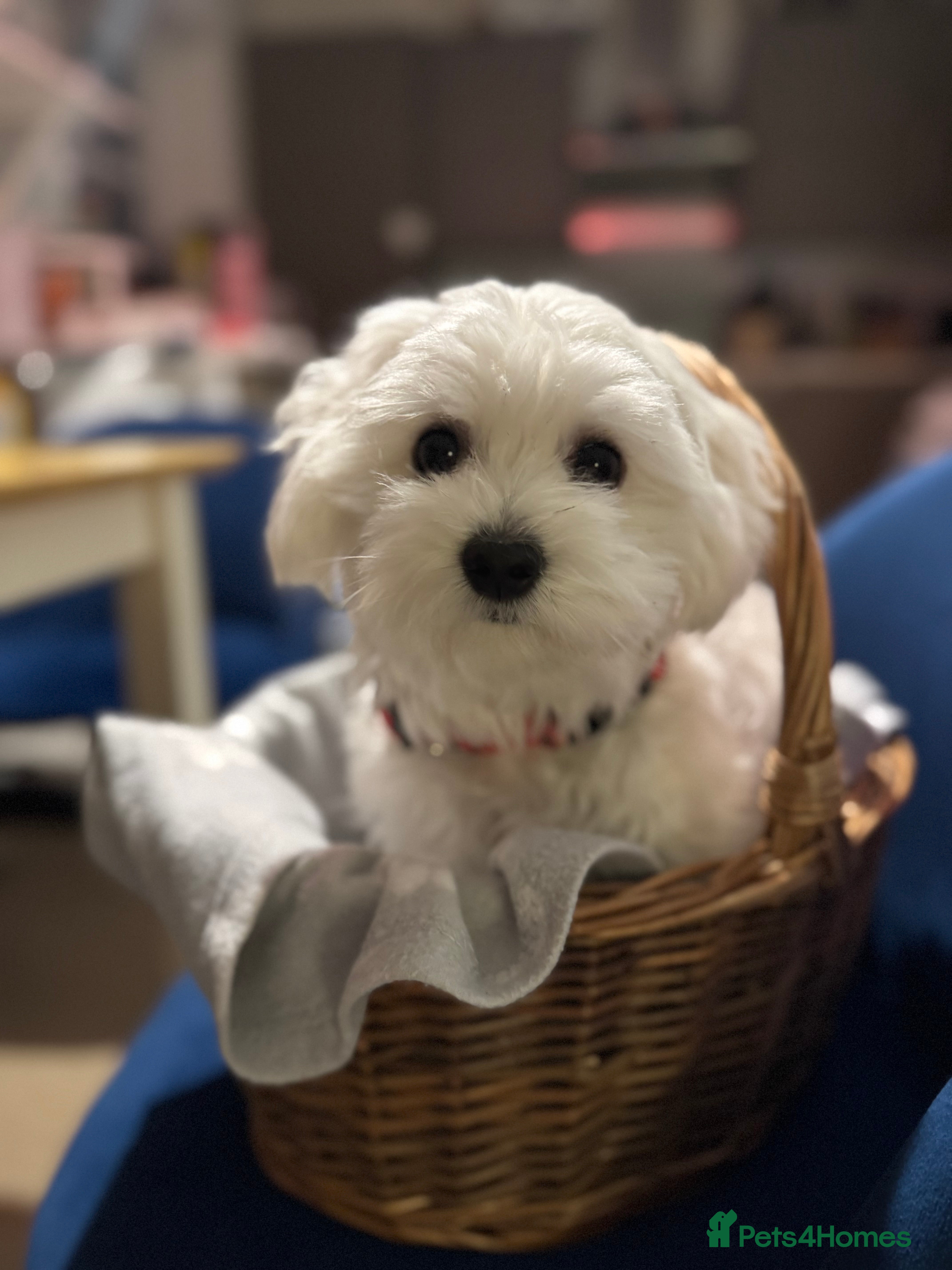 Maltese dogs Lily - 5 generation KC registered Maltese - Advert 2