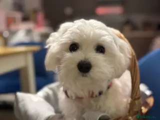 Maltese dogs Lily - 5 generation KC registered Maltese - Advert 1