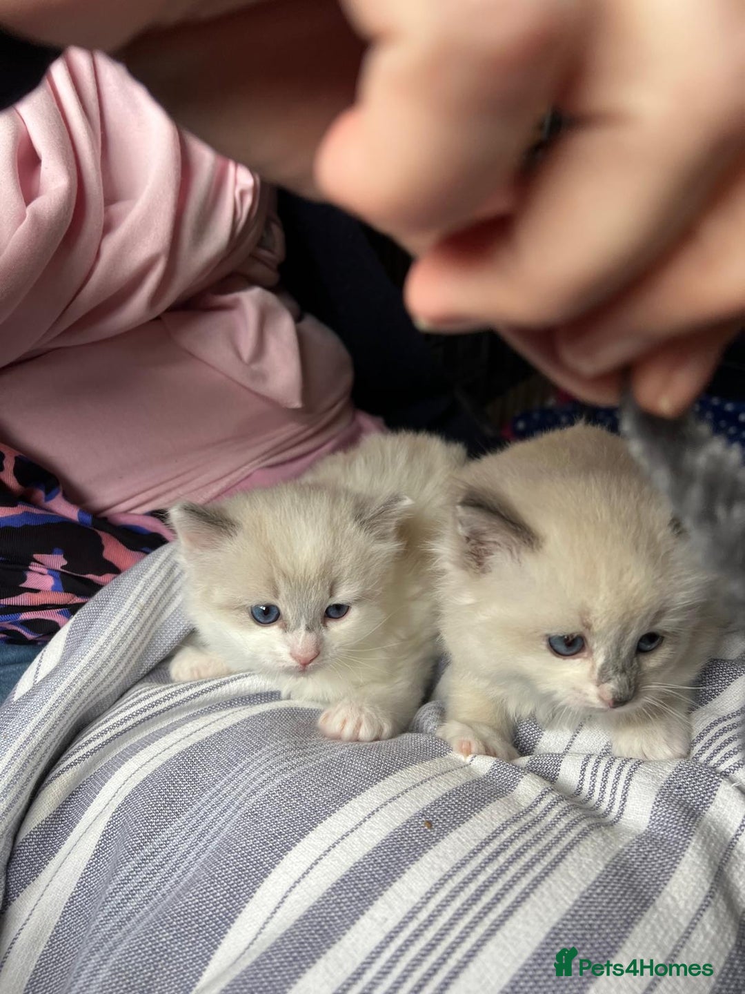 Ragdoll cats for sale: Ragdoll kittens - Image 6