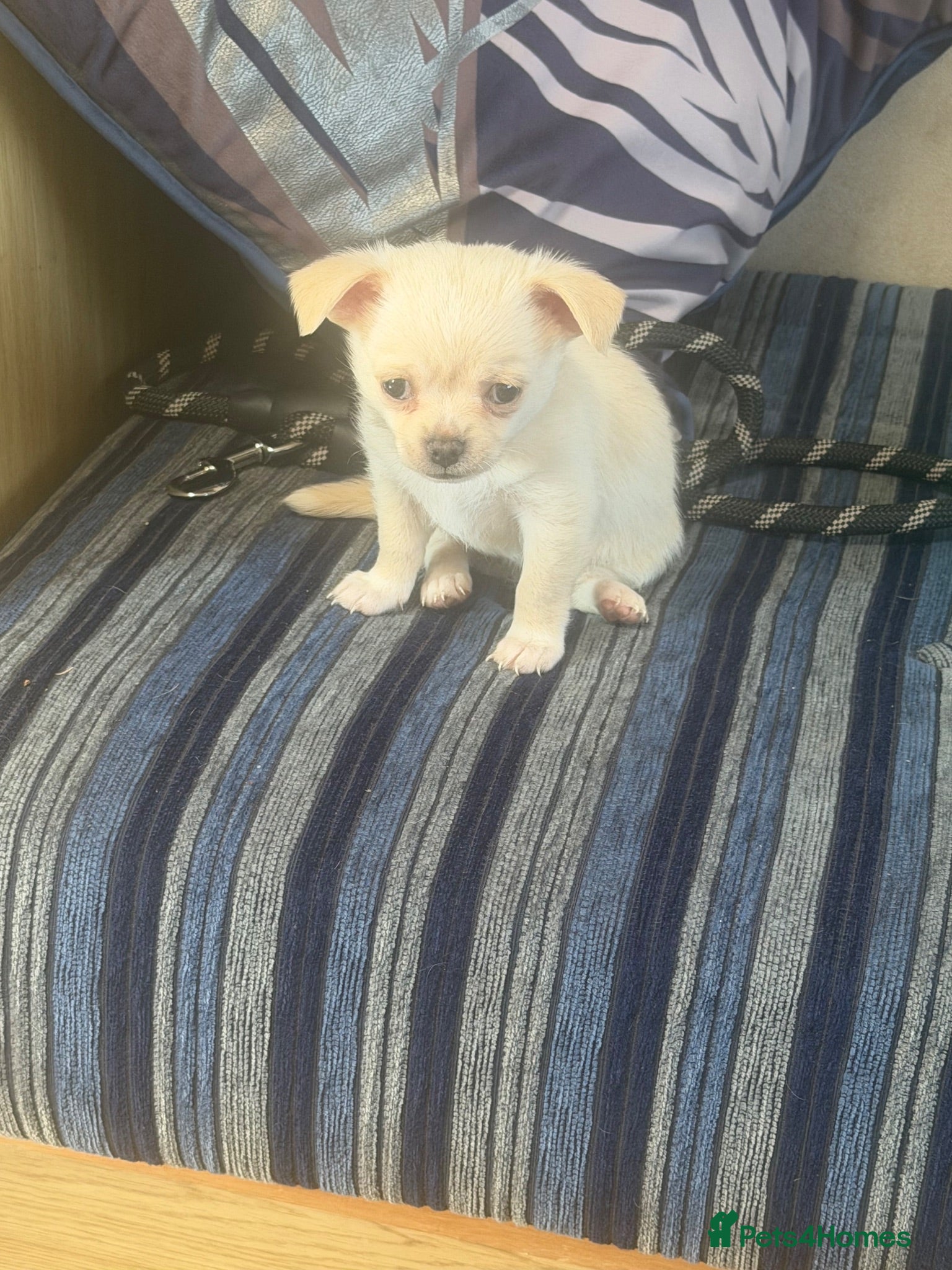 Chihuahua dogs 1 cuddly loving chi female - Advert 4