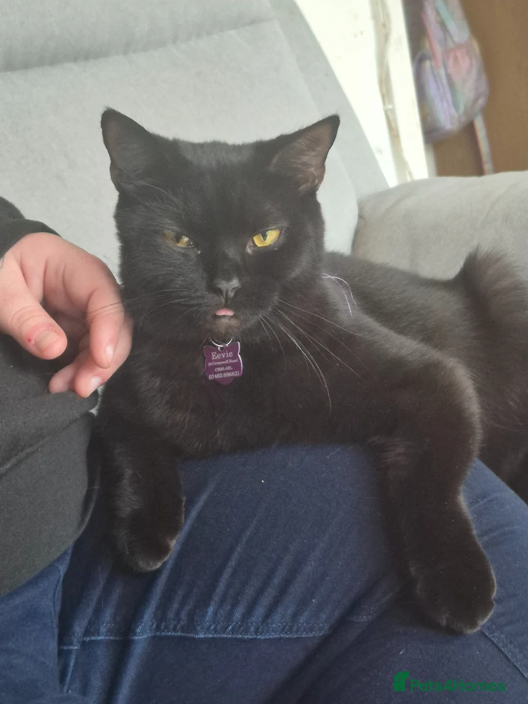 Mixed Breed cats for sale: Mixed breed kittens - Advert 2