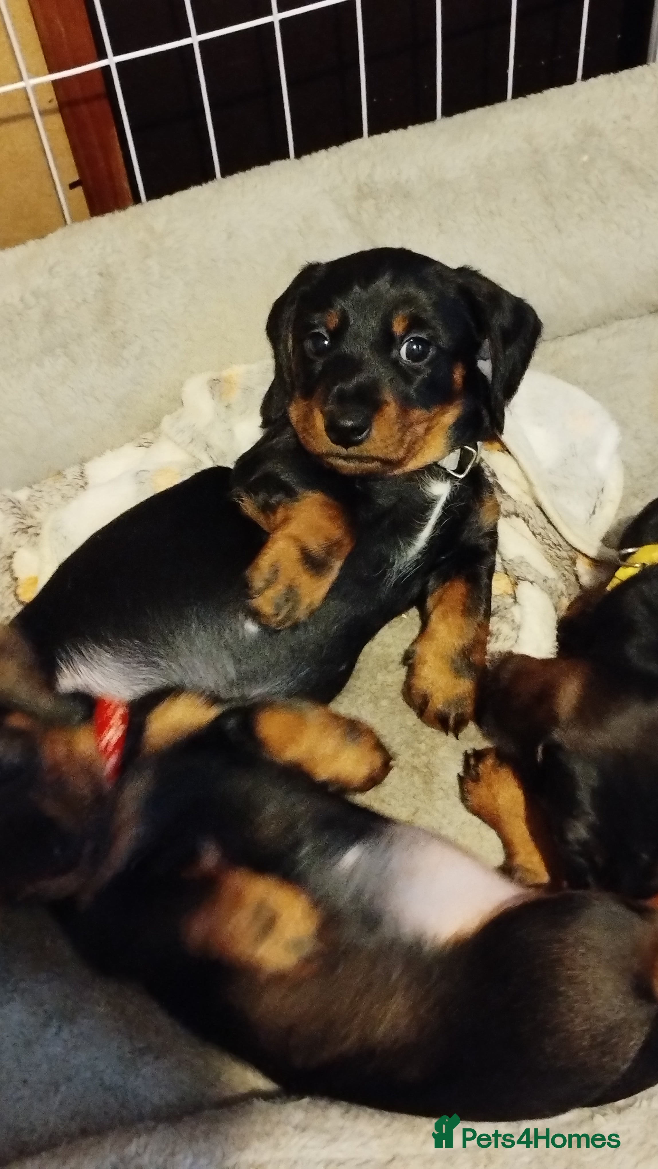 Dachshund dogs Adorable puppies4sale♥️💙 - Advert 2