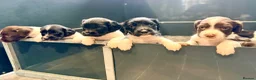 English Springer Spaniel dogs for sale: KC FTCH English Springer Spaniel Puppies - Advert 4