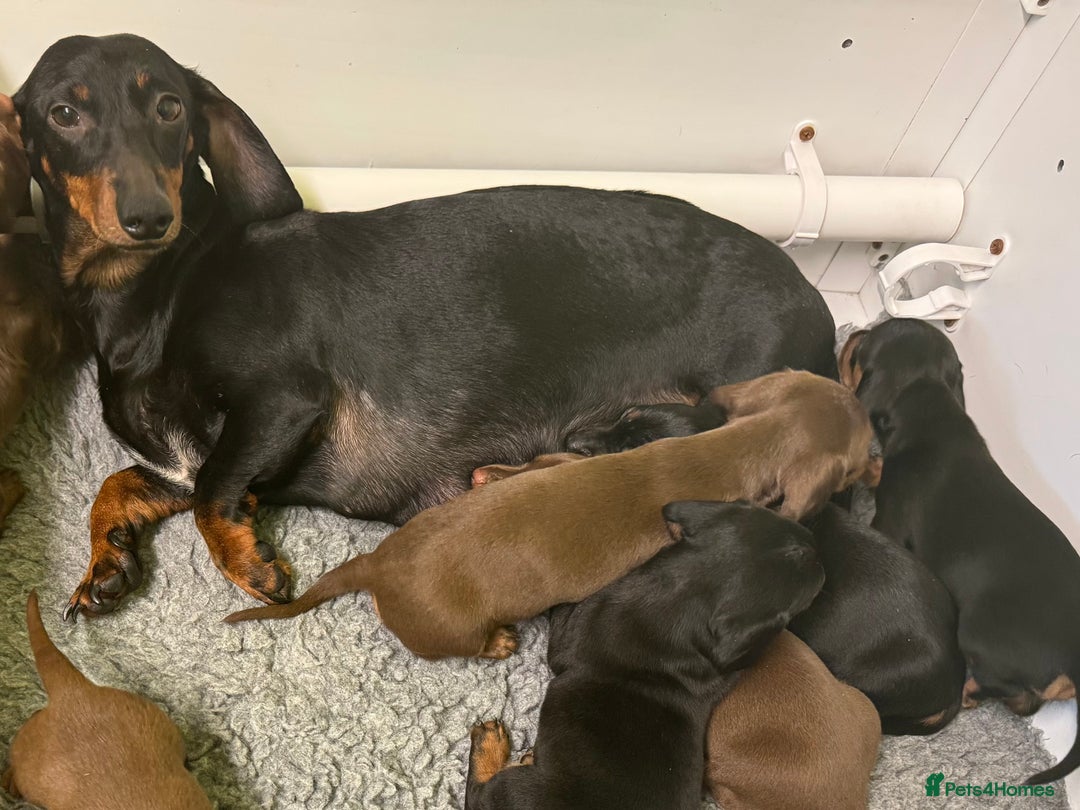 Dachshund dogs for sale: Dachshund puppies available now💙❤️ - Image 7