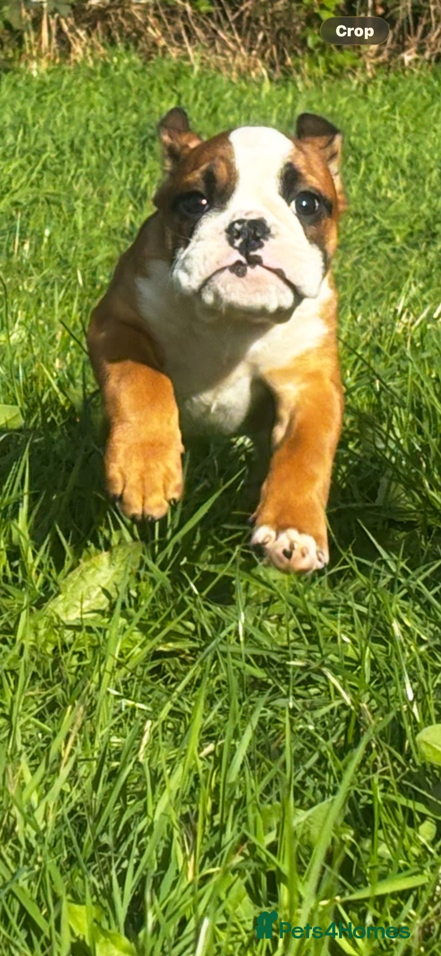 English Bulldog dogs READY NOW *fully vaccinated Health checked** - Advert 16