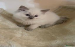 Ragdoll cats for sale: 2 rag doll boys - Image 6