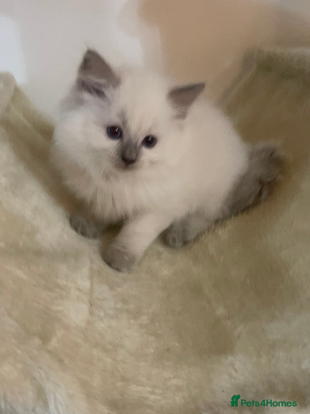 Ragdoll cats for sale: 2 rag doll boys - Image 6