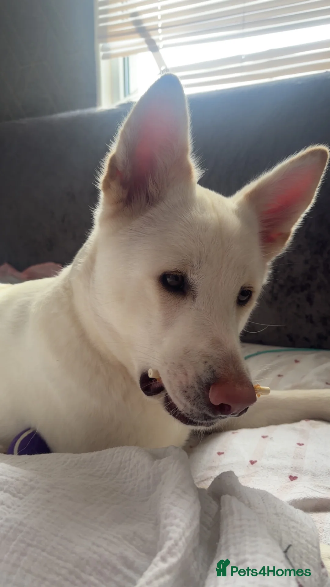 Mixed Breed dogs for sale: gorgeous akita mix for sale in Runcorn - Advert 4