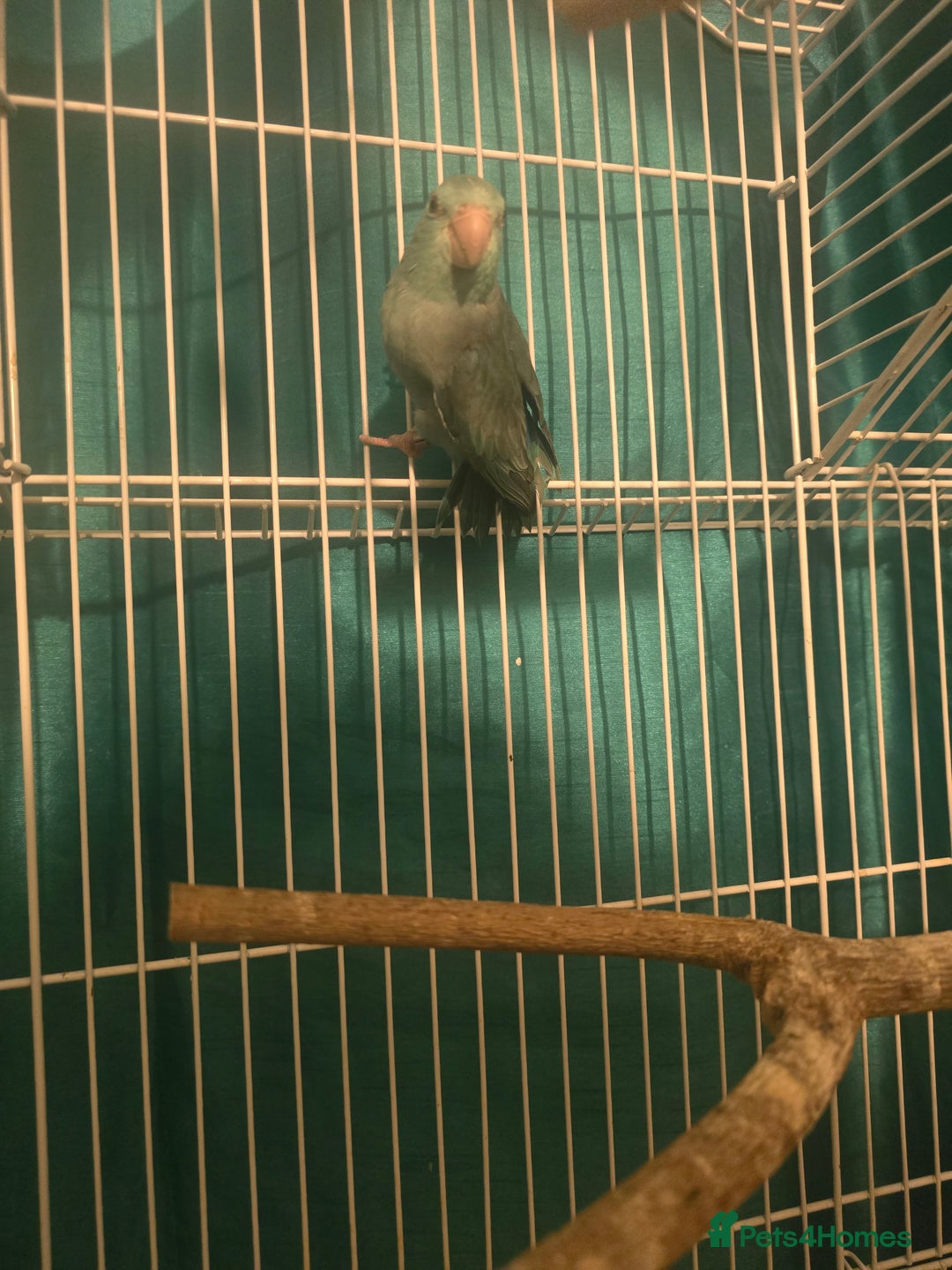 Parakeets birds for sale: Celestial parakeets  - Image 3