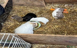 Guinea Pig rodents for sale: Baby guinea pigs - Image 6