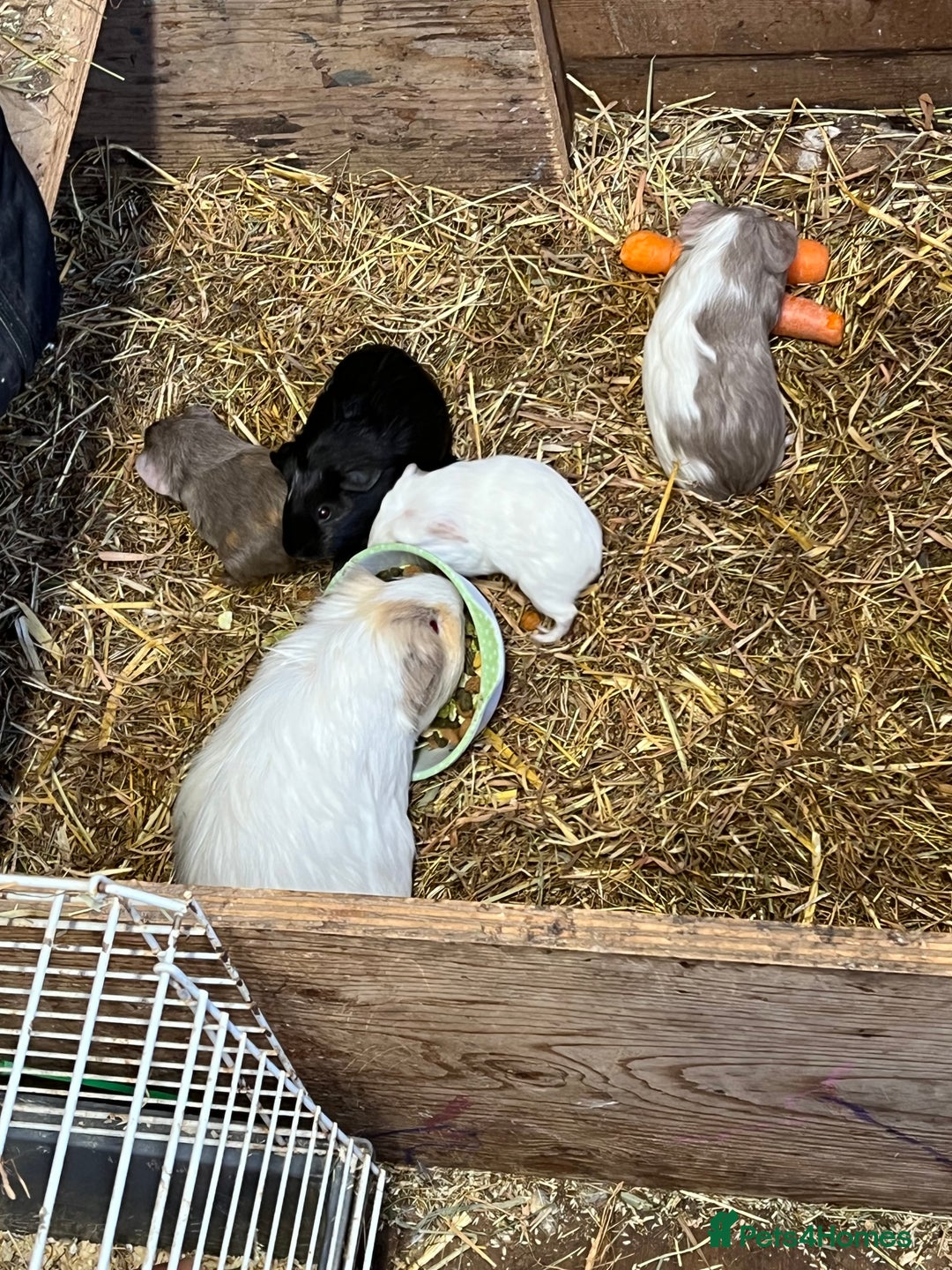 Guinea Pig rodents for sale: Baby guinea pigs - Image 6