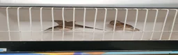 Mixed Breed birds for sale:  canary and linnet - Advert 2